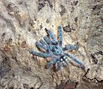 Caribena (Avicularia) versicolor (6 L) ♀