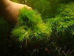  (Tonina sp. "lagogrande")