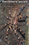 poecilotheria fasciata