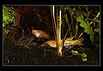 (Fundulopanchax gardneri Gold)