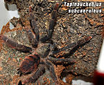 Tapinauchenius subcaeruleus