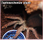 Tapinauchenius gigas