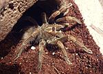 Pamphobeteus nigricolor (12 L) ♀