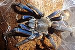 Chilobrachys sp. Vietnam blue   