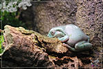    Litoria caerulea