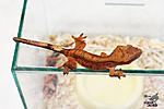   (Rhacodactylus ciliatus)