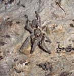 Ceratogyrus meridionalis (6 L) ♀