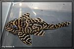 hypancistrus l 401 weibchen img 3727 800