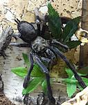 Omothymus violaceopes (15 L) ♀