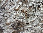 Poecilotheria tigrinawesseli (8 L) ♀