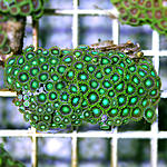 ZOANTHUS SP.   