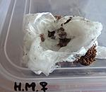 Heteroscodra maculata  2 