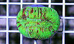 TRACHYPHYLLIA GEOFFROYI   