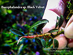 Black Velvet 1