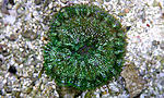 STICHODACTYLA TAPETUM     
