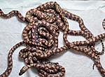 brazilian rainbow boa3