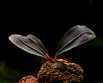 Bucephalandra sp. D2, Kalimantan(2)
