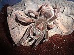 Pamphobeteus nigricolor (12 L) ♀