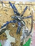 Poecilotheria metallica (10 L) ♀