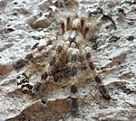 Poecilotheria tigrinawesseli (8 L) ♀