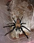 Chilobrachys fimbriatus (12 L) ♀