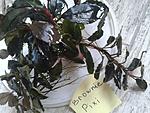 Brownie Pixi