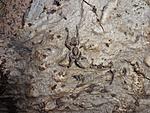 Ceratogyrus meridionalis (6 L) ♀