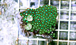 ZOANTHUS SP.   