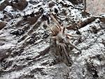 Chilobrachys sp. prachuap khiri khan (6 L) ♀