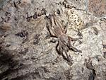 Chilobrachys sp. prachuap khiri khan (6 L) ♀