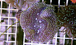 SYMPHYLLIA SP.   