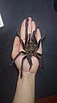    Omothymus violaceopes (15 L) ♀