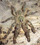 Poecilotheria rufilata (7 L) ♀