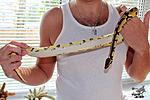 Python regius Vanilla