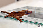   (Rhacodactylus ciliatus)