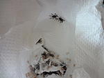 Heteroscodra maculata L1
