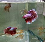 P80903 160428(1)