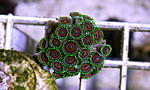 ZOANTHUS SP.   