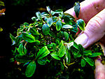 Apple leaf 1