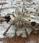 Poecilotheria rufilata (7 L) ♀