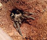 Haplopelma vonwirthi (adult) ♀