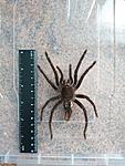 Pamphobeteus antinous (8 L) ♀