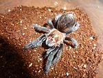 Brachypelma schroederi (8 L) ♀