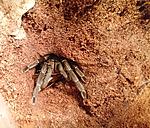 Haplopelma vonwirthi (adult) ♀