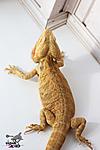     (Hypo Trans leatherback)