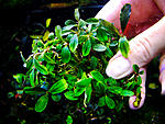 Apple leaf