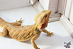     (Hypo Trans leatherback)