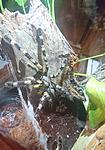 Poecilotheria hanumavilasumica (9 L) ♀