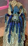 Omothymus violaceopes (11 L) ♀