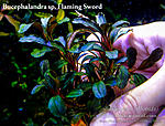 Flaming Sword